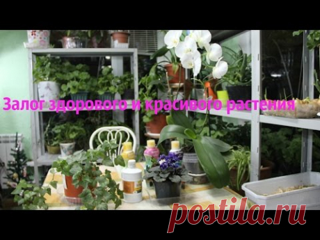 Залог здорового и красивого растения.