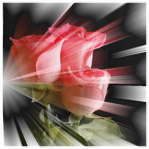 Три розы - Анимации - Цветы - Картинки анимации и фото - Галерея TochkaGif
