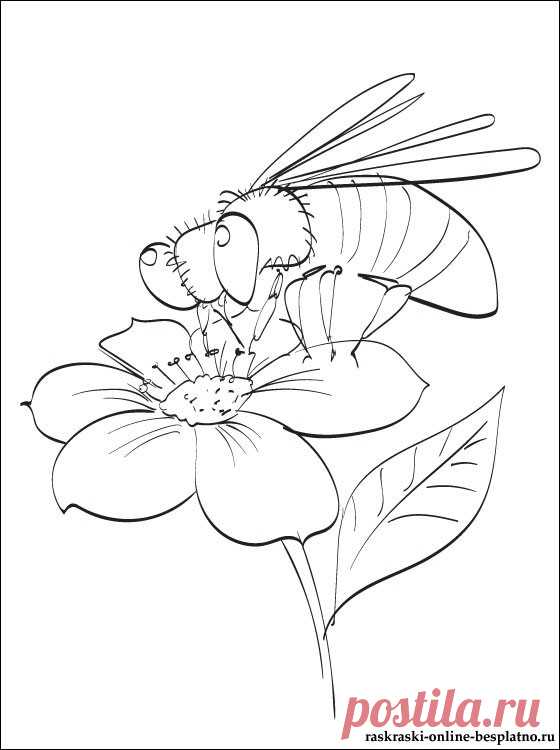 Рисунок раскраска Пчела на цветочке | Раскраски для детей