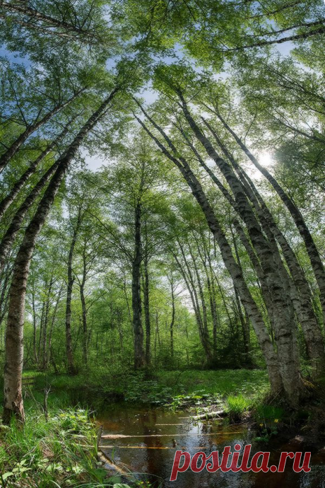 35PHOTO - Алексей Чистяков - Панорамный взгляд на лесной ручей под кроной листвы, гармонирующей с голубым небом