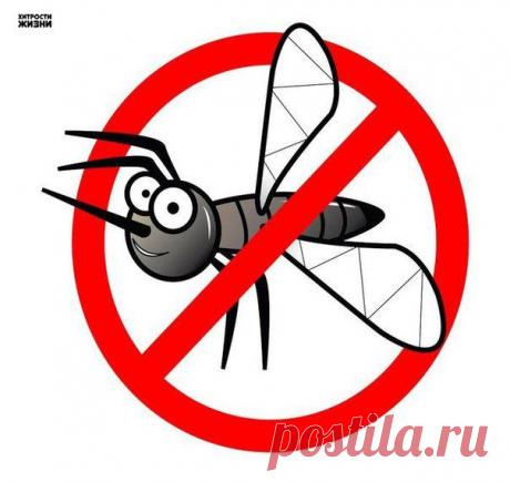 8 УБИЙСТВЕННЫХ АРОМАТОВ ПРОТИВ КОМАРОВ