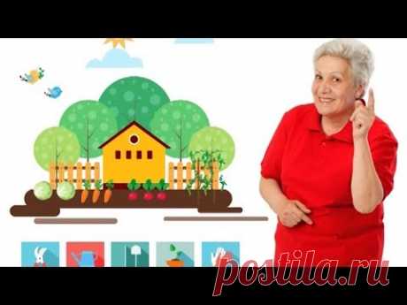 Лук севок: полное руководство от тети Тани