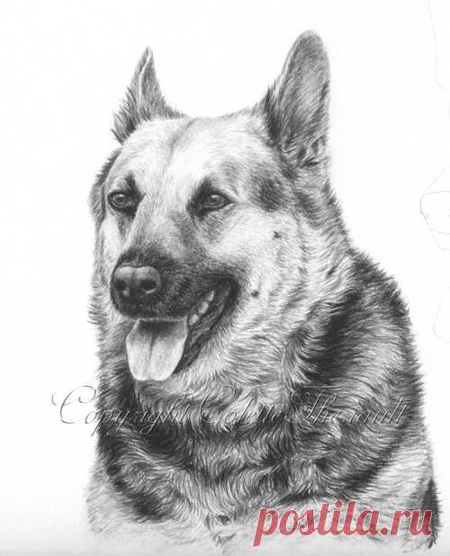 Немецкая овчарка спасательная собака рисунок-портреты домашних животных рисунок на заказ графитовый карандаш портреты домашних животных-памятный подарок питомцу