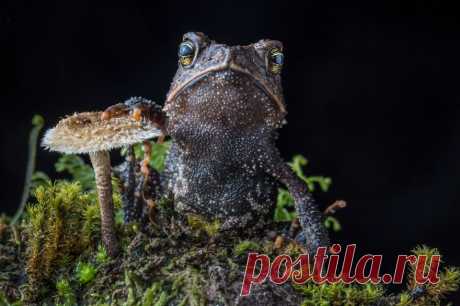 В поисках утраченной лягушки: редчайшие виды удивительных лягушек в фантастических фотографиях | ТАЙНЫ ВСЕЛЕННОЙ