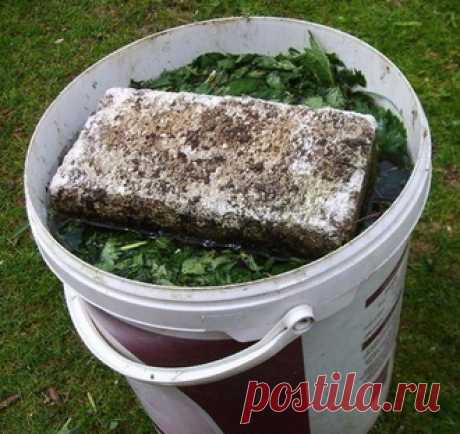 Удобрения, растущие под ногами