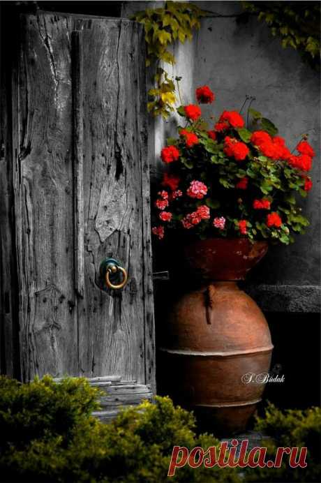 Pin by Виктория on Двери | Flowers, Doors and Gardens