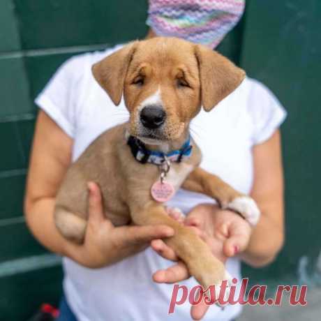 Precious Little Stray Puppy Born With Permanent Squint - Go Animals