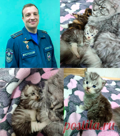 Кошка плакала, когда ее котят спасали из пожара на Ямале - Питомцы Mail.ru