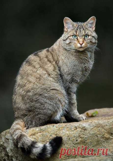 20 редких диких кошек, о которых вы, скорее всего не знали