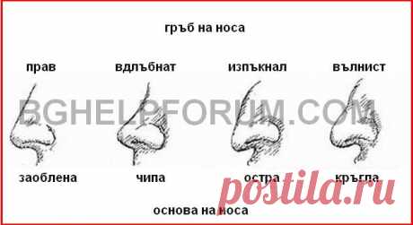 Интересни факти за формата на човешкият нос