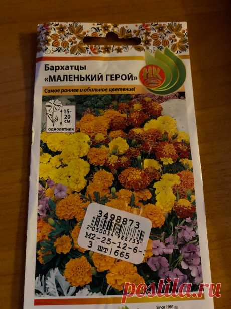 Наконец у меня выросли низкорослые бархатцы. Сорта Маленький герой, Алюмиа Ванилла крем, Монисты | Городские в деревне | Дзен