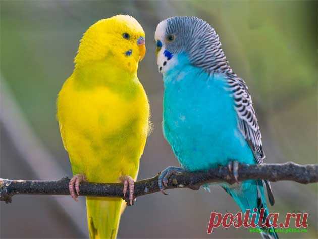 Несколько общих советов по содержанию птиц и попугаев