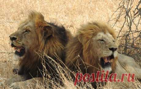Lions, Kruger National Park, SOUTH AFRICA 20180928