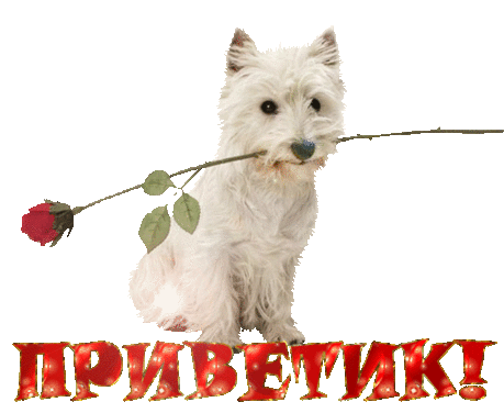 Животные - Стиль Photoshop - Все для Cтильного Дизайна в программе Photoshop