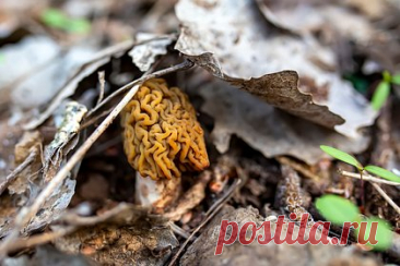 Под Новосибирском нашли редчайший гриб