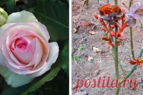 4 полезных совета по уходу за розой в апреле. Обильное цветение не заставит себя долго ждать