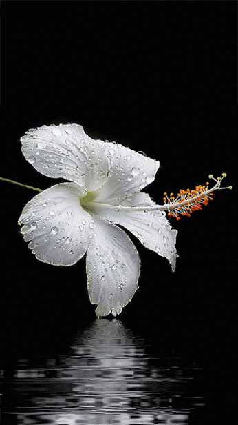 White Hibiscus with rain drops [gif animated]  |  Pinterest • Всемирный каталог идей