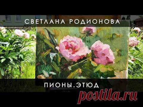 Пионы. Этюд. Живопись маслом