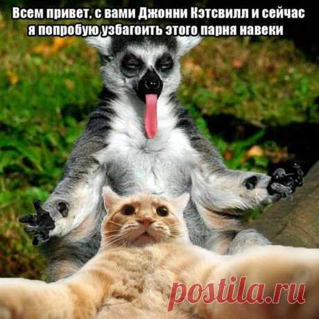 Джонни Кэтсвилл - новый мем и заготовка для фотожаб (52 фотожабы) » Ex.BY - фотоприколы, фото девушек и животных