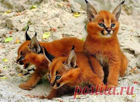 ,, BEAUTIFUL &quot;