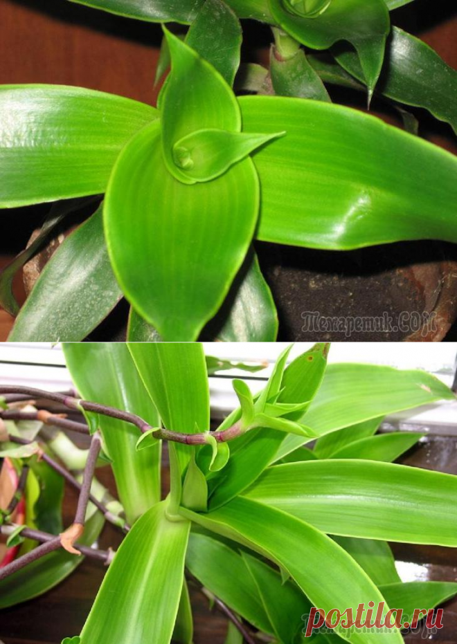 растение золотой ус рецепты. каллизия золотой ус. золотой ус применение. рецепты приготовления золотого уса. лист золотого уса.