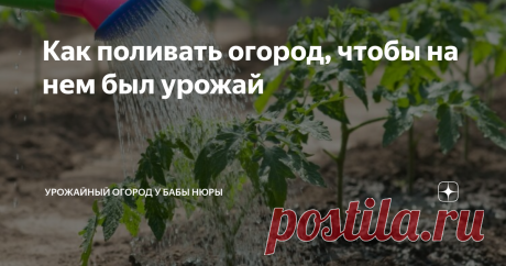 Как поливать огород, чтобы на нем был урожай Добрый день, огородники и садоводы!
Почему-то много огородников не знают, как правильно поливать огород. Но ведь полив - это первый секрет большого урожая.
Подписывайтесь на Урожайный огород! Ставьте палец вверх и обязательно оставляйте комментарии под статьей!
Во-первых, нужно понимать, что когда мы поливаем растения в огороде, грядки, то мы подкармливаем овощи, фрукты. А не просто поливаем водой