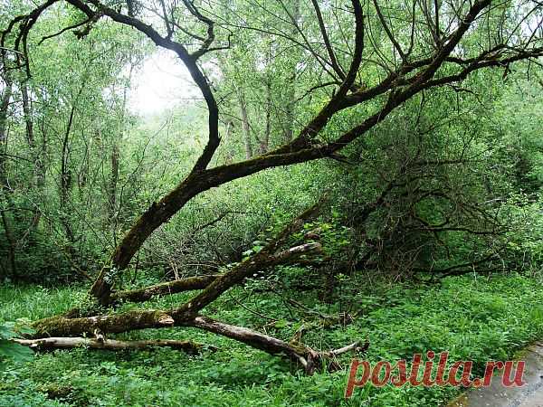 The Old Trees In The Park  Free Stock Photo HD - Public Domain Pictures