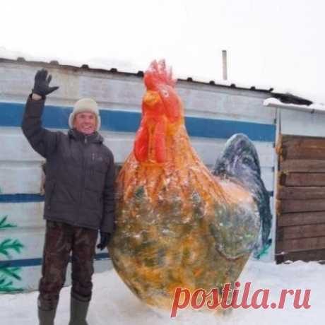 Житель Челябинской области, поселка Ларино Уйского района, из тонны снега слепил петуха у себя в огороде. Оцените творчество.