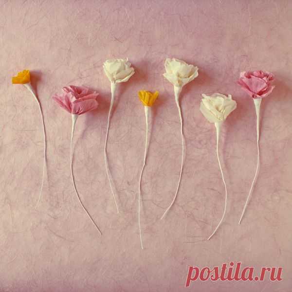 Мастер-класс: бумажные цветы