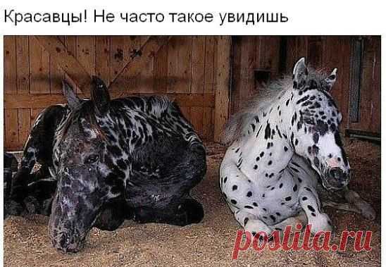 (71) Одноклассники