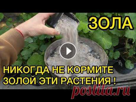ЗОЛА - ПОЛЬЗА И ВРЕД ПОДКОРМКИ РАСТЕНИЙ. ПЛЮСЫ И МИНУСЫ +79009325534 - WatsApp для заказов семян и черенков по почтеПодписывайтесь на мой инстаграм - Я Вконтакте - Группа вконтакте - Я в одноклассниках - Мо...