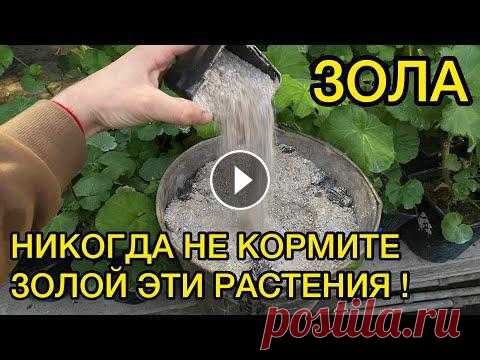 ЗОЛА - ПОЛЬЗА И ВРЕД ПОДКОРМКИ РАСТЕНИЙ. ПЛЮСЫ И МИНУСЫ +79009325534 - WatsApp для заказов семян и черенков по почтеПодписывайтесь на мой инстаграм - Я Вконтакте - Группа вконтакте - Я в одноклассниках - Мо...