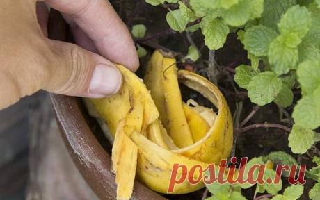 После прочитанного я не буду выбрасывать банановую кожуру. Это же просто находка!