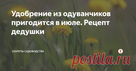 Удобрение из одуванчиков пригодится в июле. Рецепт дедушки  Мой дедушка никогда не выбрасывал одуванчики после прополки на даче, а бережливо собирал их! И даже выкапывал за забором, чтобы сделать практически бесплатное и эффективное удобрение