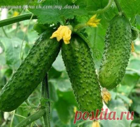 Уловки хитрецов ради вкусных огурцов