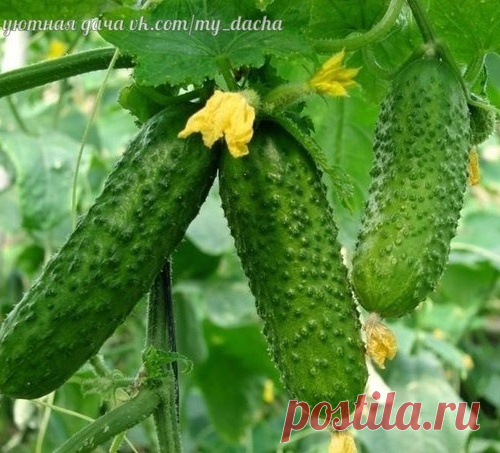 Уловки хитрецов ради вкусных огурцов