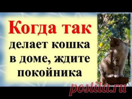 Когда так делает кошка в доме, ждите беды. О чем предупреждают коты. Знаки и подсказки
