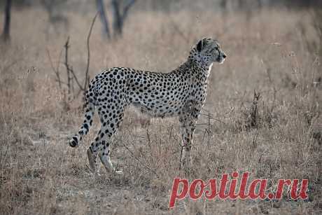 Cheetah Hunting Central Kruger is Cheetah Country and the S36 north Section is the best spot for getting them early in the day ..Hunting here