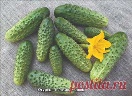 Полезные и лечебные свойства огурца