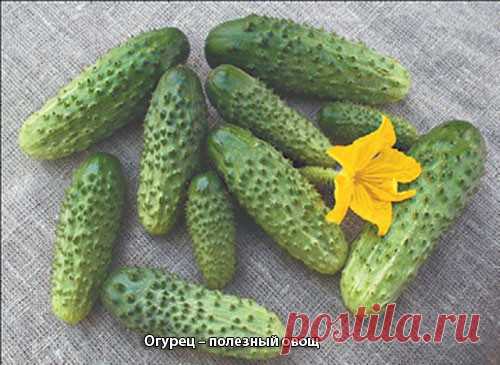 Полезные и лечебные свойства огурца