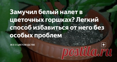 Замучил белый налет в цветочных горшках? Легкий способ избавиться от него без особых проблем Каждому цветоводу известно, что за возможностью украсить свой дом пышной зеленью и любоваться красочным цветением, стоит много труда. С какими только проблемами я не сталкивалась! Но по-настоящему однажды озадачил меня белый налет в цветочных горшках.