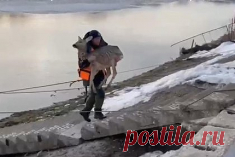 В Башкирии спасли попавшую в реку косулю. В Башкирии спасли косулю, которая едва не утонула в реке Белая. Инцидент произошел недалеко от спасательной станции в Салавате. Косуля хотела переплыть водоем, однако из-за нехватки сил пыталась безуспешно выбраться на лед. Спасатели подплыли к ней на лодке, достали из воды и принесли ветеринарам.