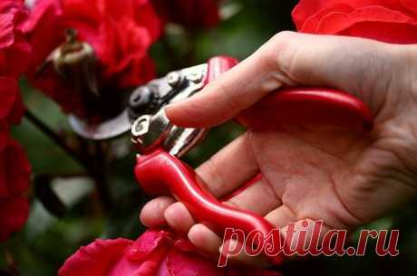 3 главных секрета летней обрезки роз | Огород без хлопот