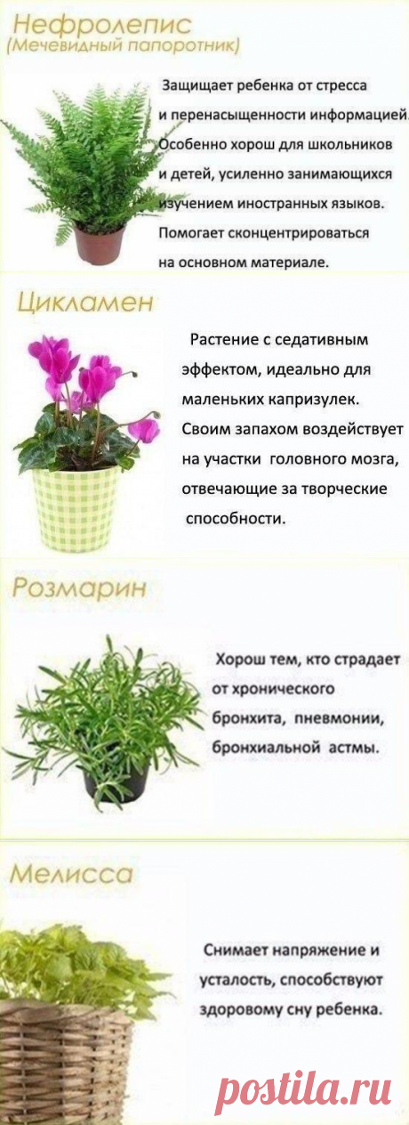 Цветы в детскую комнату!