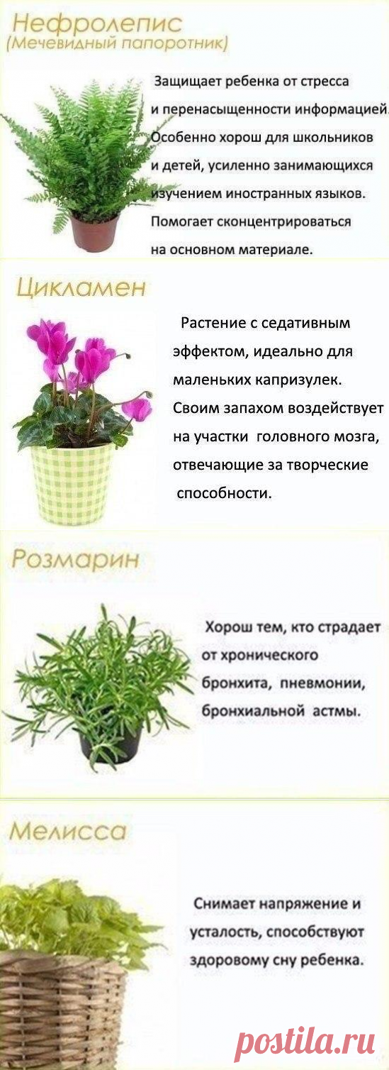 Цветы в детскую комнату!