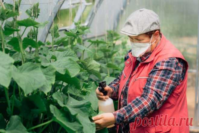 Подкормка огурцов борной кислотой во время цветения и завязывания плодов