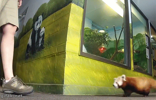 More gif :