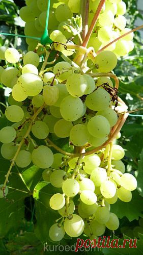 РЕЦЕПТЫ | Виноград консервированный в виноградном соке