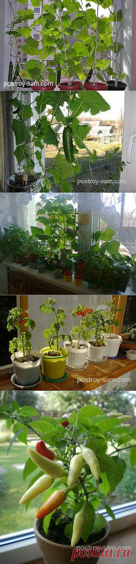 Огород на подоконнике. Выращивание овощей на подоконнике в квартире