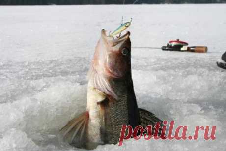Секреты зимней ловли от профи - зимняя рыбалка